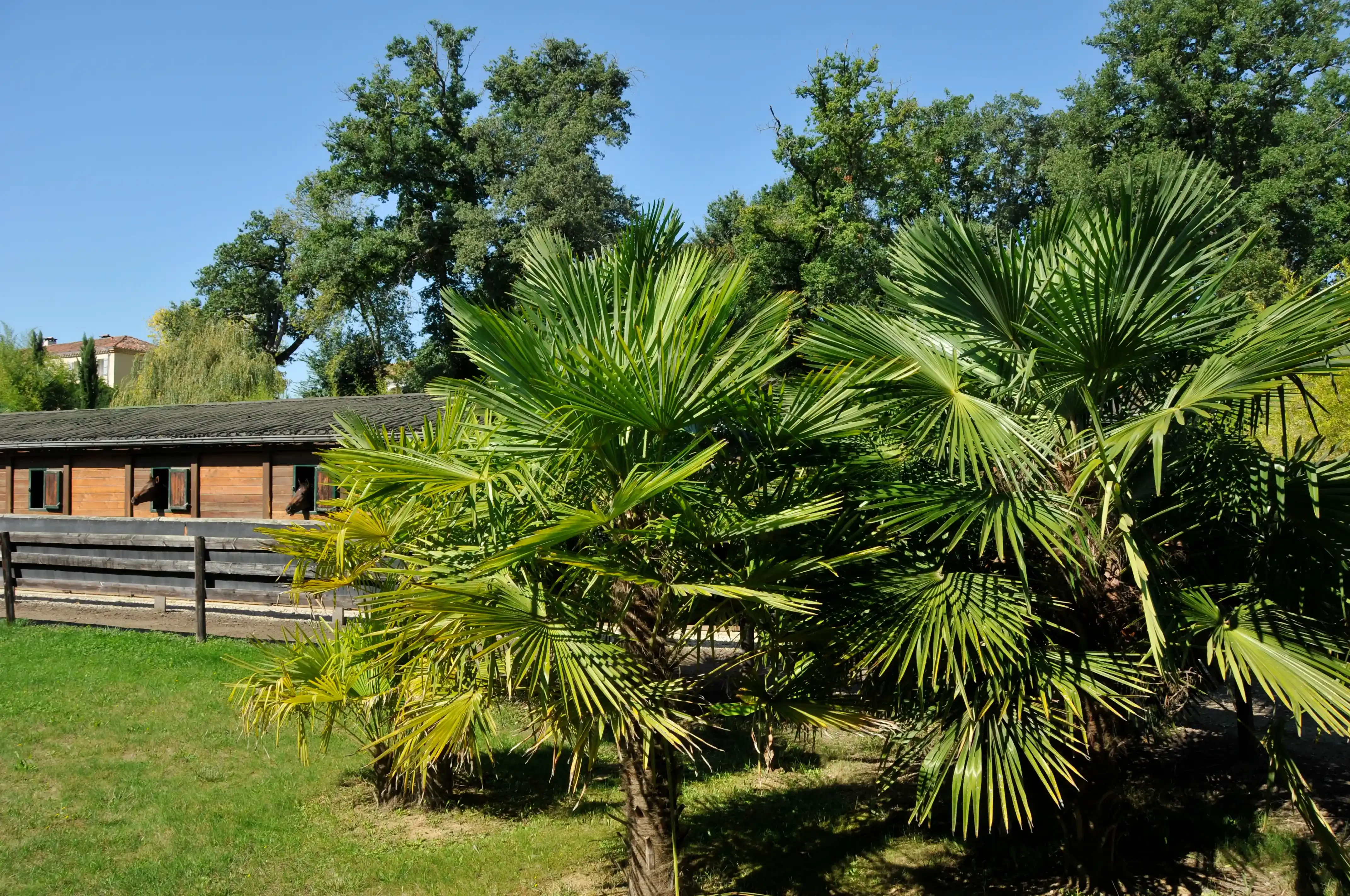 Prestation Image