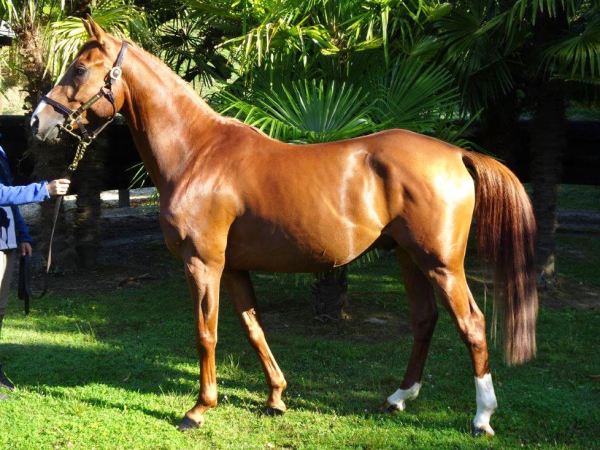 vente chevaux Saubouas lot 69